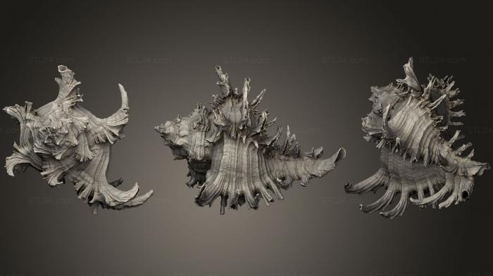 Stones and shells (Endive Murex Shell, ROCKS_0044) 3D models for cnc